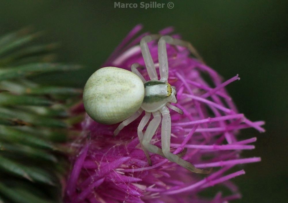 Misumena vatia - Val d''Assa (VI)